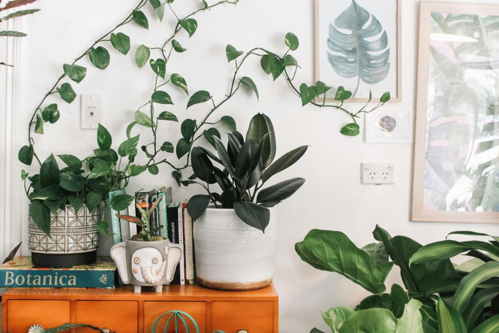 Expert Plant Parenting Tips For Beginners